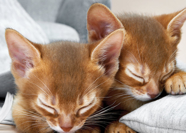 Abyssinian Cat Breed Info