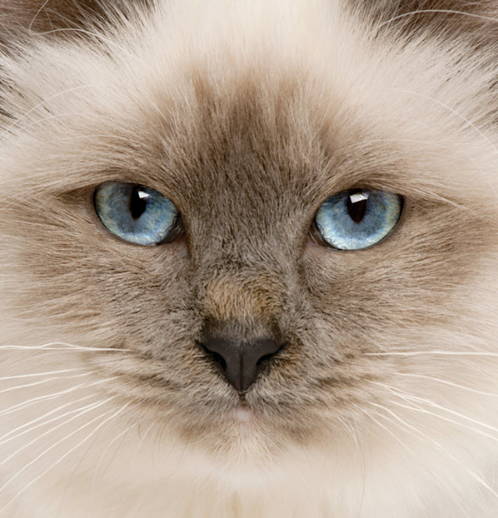 Birman Cat Breed Info