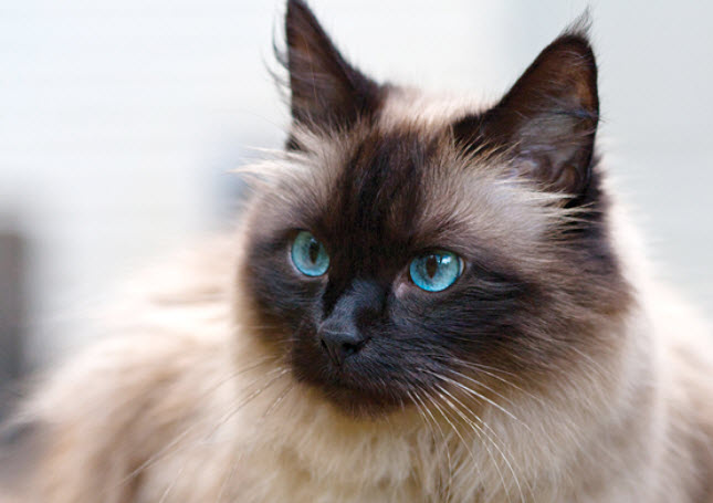 Birman Cat Breed Info