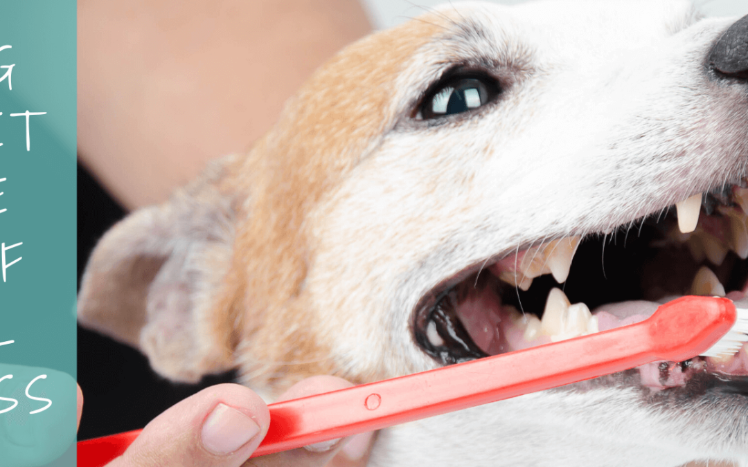 Dog and Cat Dental Maintenance