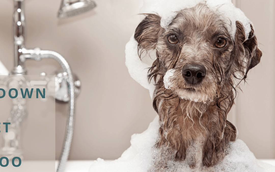 Dog Bathing and Hygiene