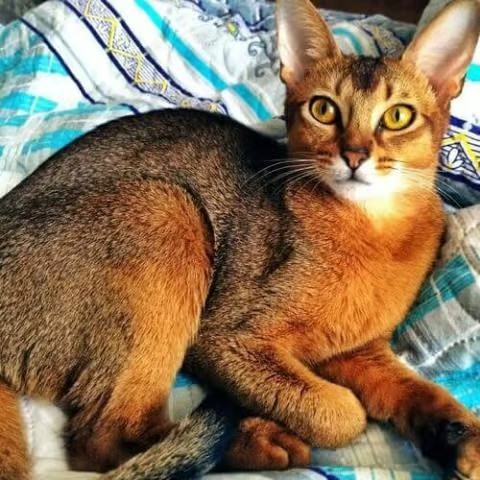 Abyssinian Cat Breed Info