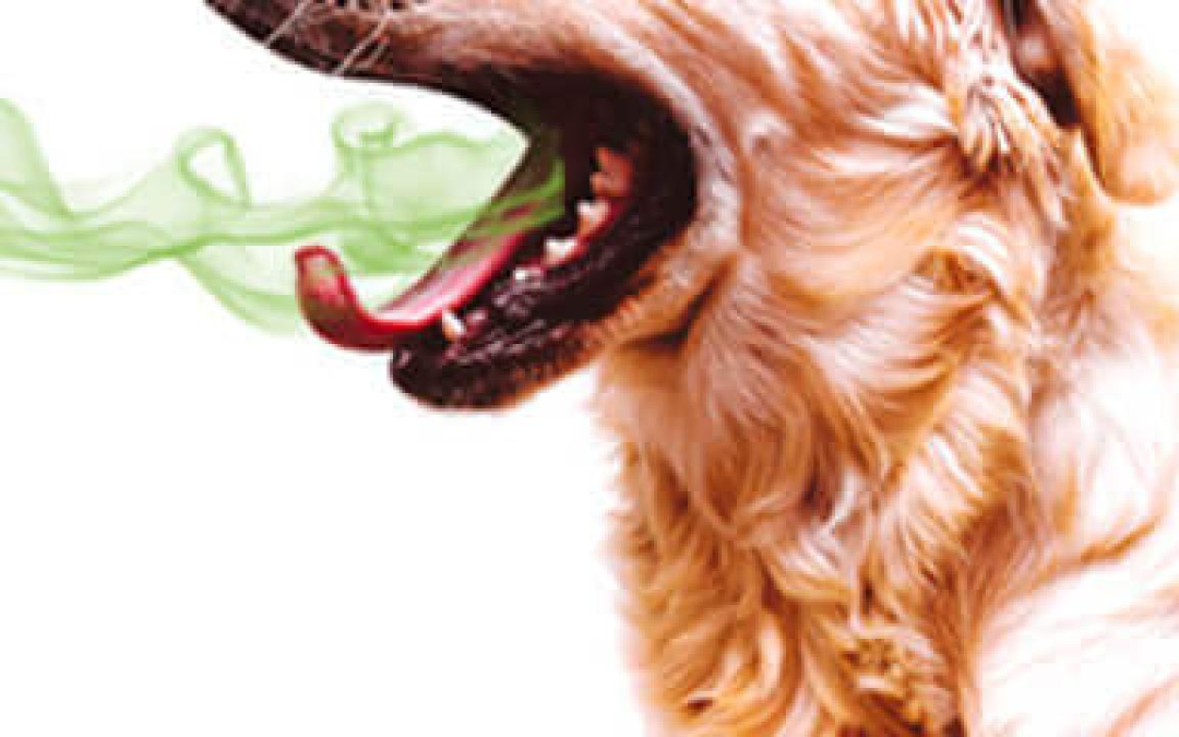 Bad Pet Breath? 10 Important Things You Need To Know…