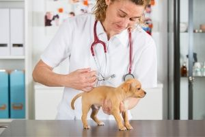 core and noncore puppy vaccines