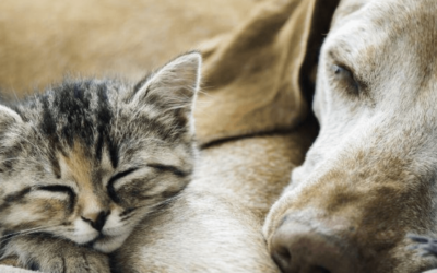 How to Know Whether Your Pet Is Nearing the End of Life