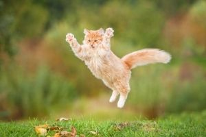 jumping cat