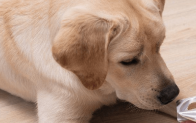 4 Handy and Helpful Tips For Pilling Your Pet