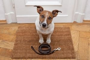 how to choose and size dog leashes