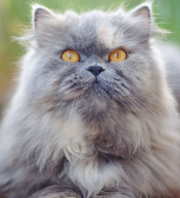 Persian Cat Breed Info