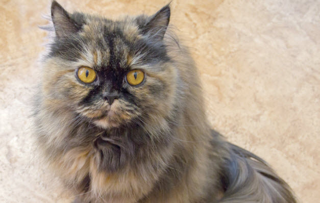 Persian Cat Breed Info