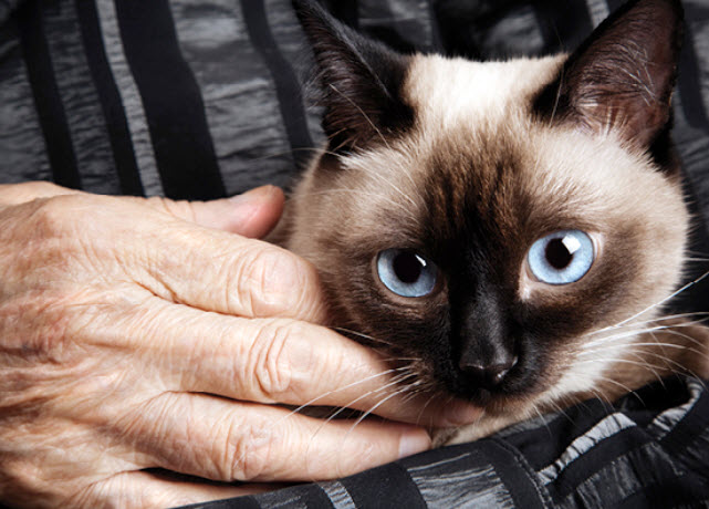 Siamese Cat Breed Info