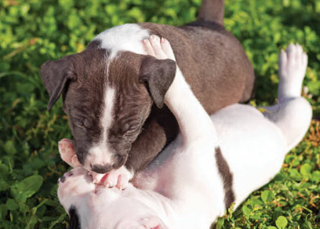 American Pitbull Terrier Dog Breed Info