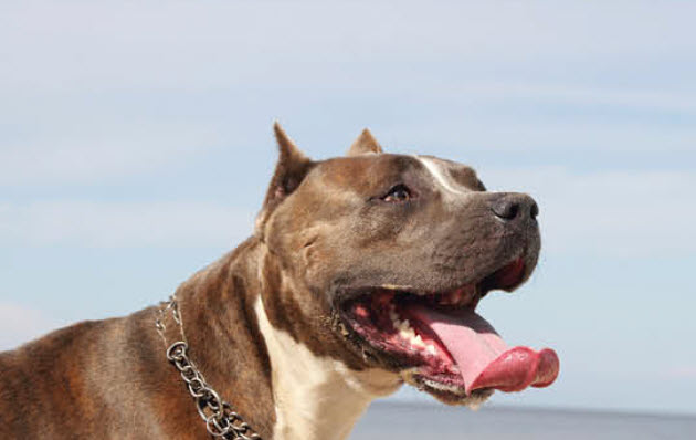 American Pitbull Terrier Dog Breed Info