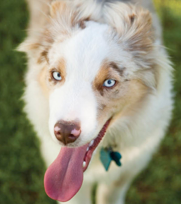 Australian Shepherd Dog Breed Info