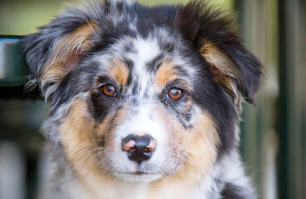 Australian Shepherd Dog Breed Info