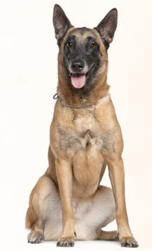 Belgian Malinois Dog Breed Info