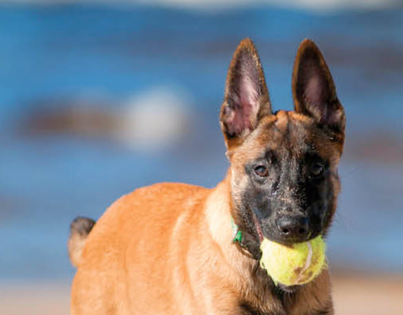 Belgian Malinois Dog Breed Info