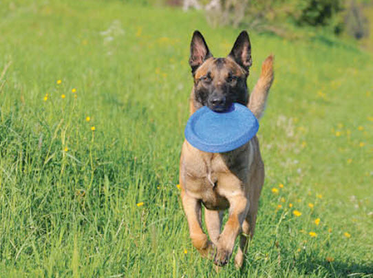 Belgian Malinois Dog Breed Info