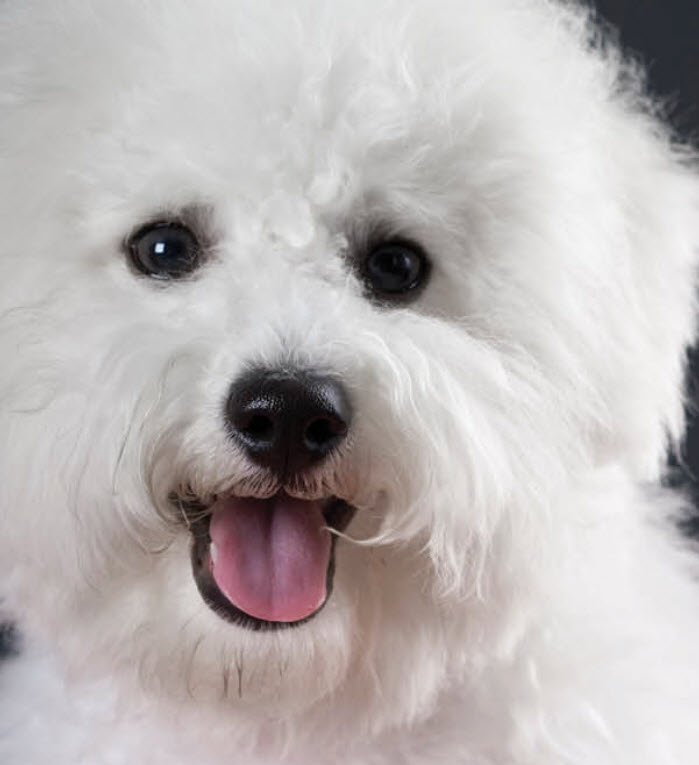 Bichon Frise Dog Breed Info