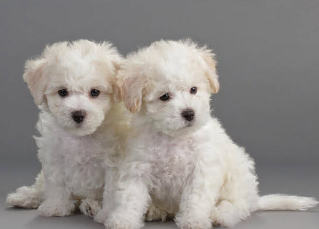 Bichon Frise Dog Breed Info