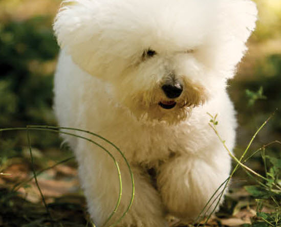 Bichon Frise Dog Breed Info