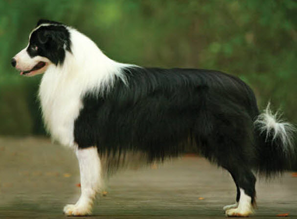 Border Collie Dog Breed Info