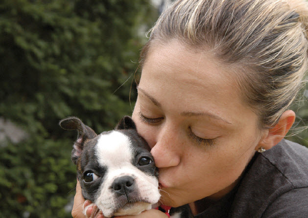 Boston Terrier Dog Breed Info