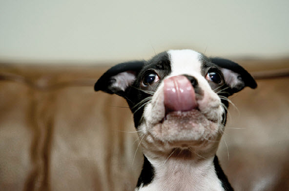 Boston Terrier Dog Breed Info