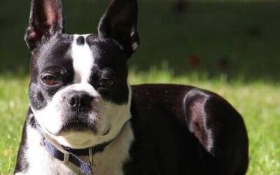 Boston Terrier