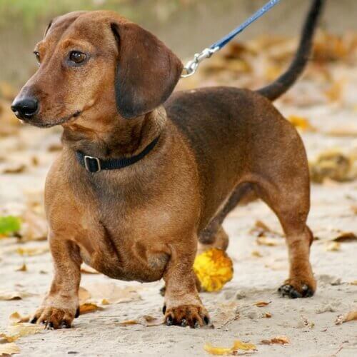 Dachshund