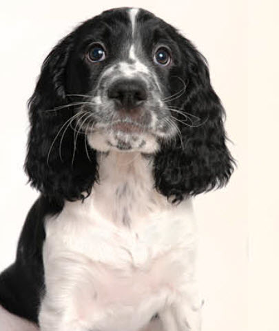 English Springer Spaniel Dog Breed Info