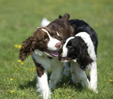 English Springer Spaniel Dog Breed Info