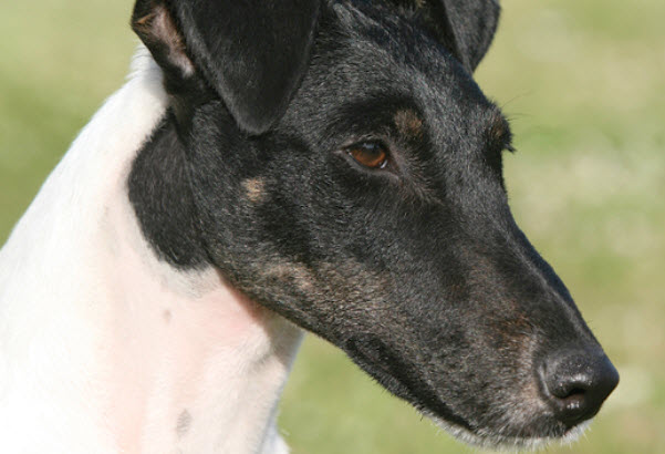 Smooth Fox Terrier Dog Breed Info