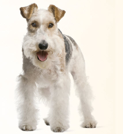 Wire Fox Terrier Dog Breed Info