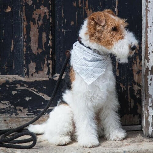 Wire Fox Terrier