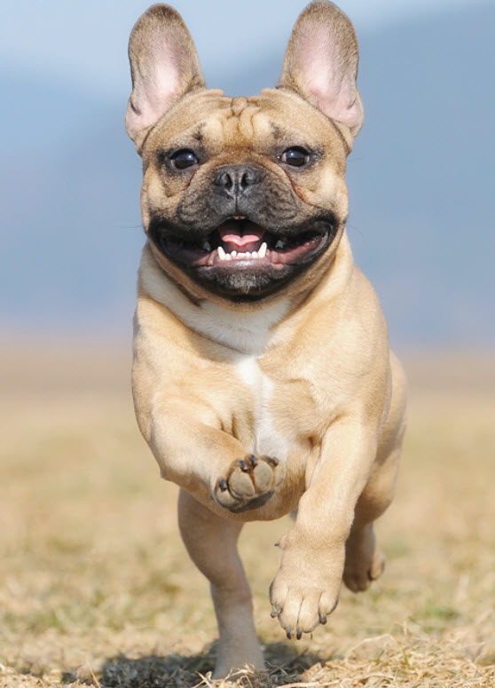 French Bulldog Dog Breed Info