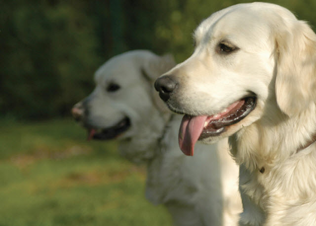 Golden Retriever Dog Breed Info