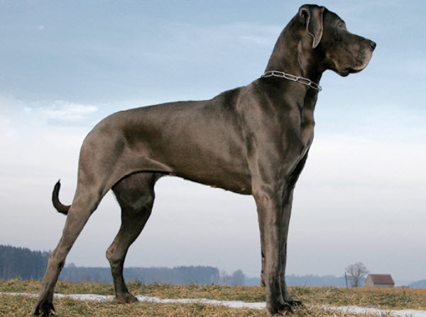 Great Dane Dog Breed Info