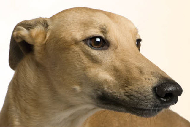 Greyhound Dog Breed Info