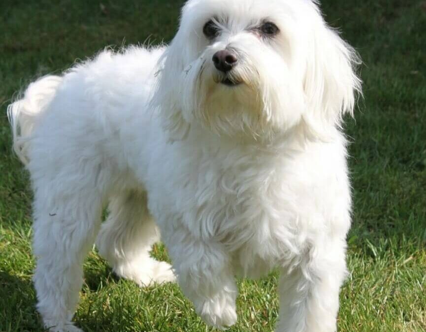 Maltese