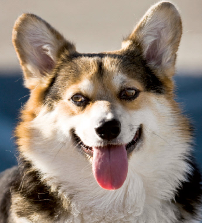 Pembroke Welsh Corgi Dog Breed Info