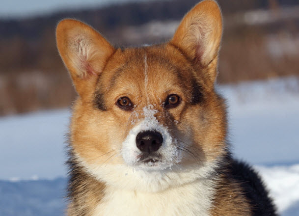 Pembroke Welsh Corgi Dog Breed Info