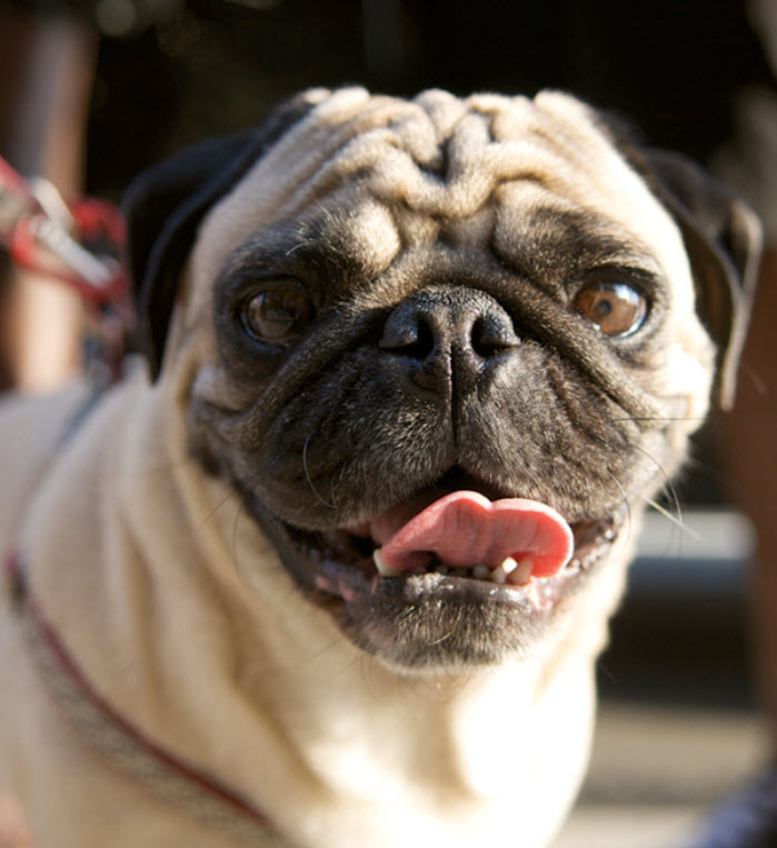 Pug Dog Breed Info