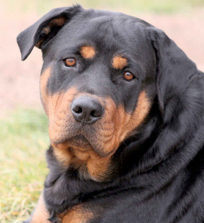 Rottweiler Dog Breed Info