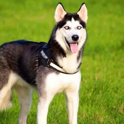 Siberian Husky