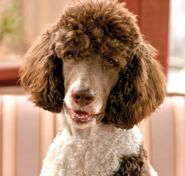 Standard Poodle Dog Breed Info