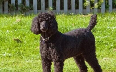 Standard Poodle