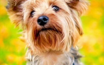 Yorkshire Terrier